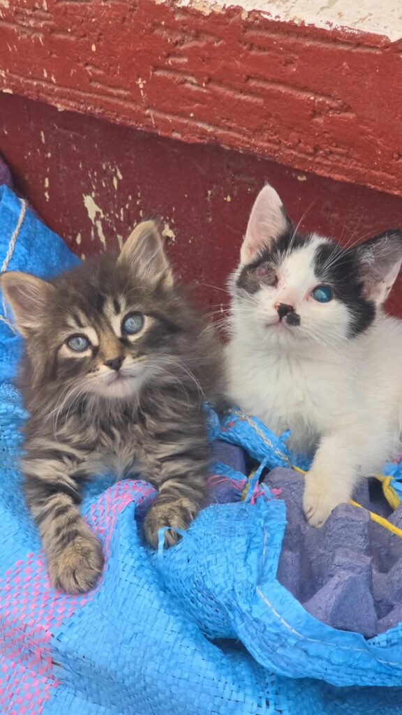 Twee kittens die met oogproblemen gered zijn van de straat